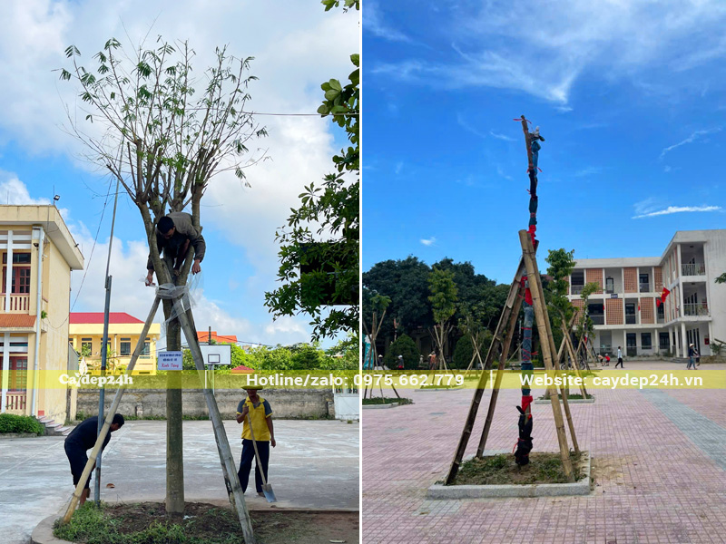 Công nhân đang dựng và buộc cọc chống cho cây mới thi công xong