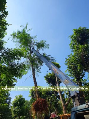 Cần cẩu di chuyển đưa cây Phượng vĩ công trình lên xe tải