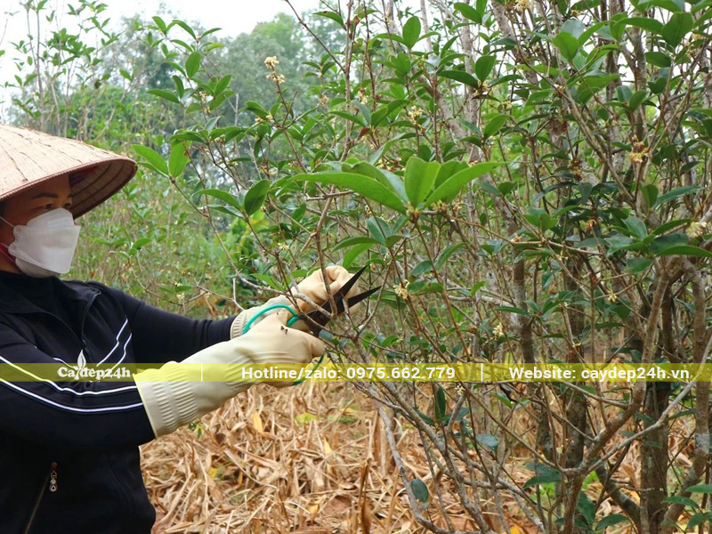 Công nhân đang tiến hành cắt tỉa cho những cây Mộc Hương ta lâu năm đang dưỡng ủ tại vườn