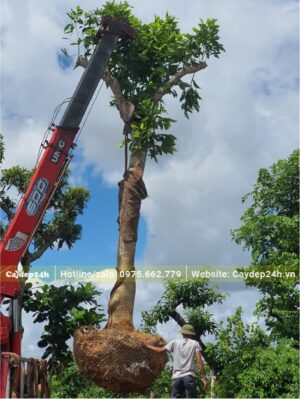 Xe cẩu đang nâng cây ngọc lan cổ thụ lên thùng xe rơ-moóc