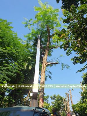 Cây Phượng Vĩ cao hơn 4m đang được cẩu lên xe