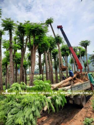 Cần cẩu đang nâng cây Phượng Đỏ lên xe tải