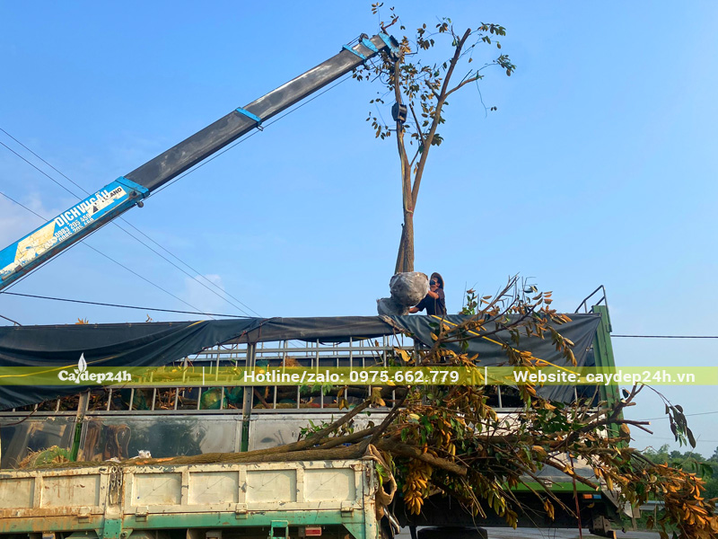 Cần cẩu tự hành đang đưa những cây vú sữa đường kính gốc 15cm lên xe đầu kéo
