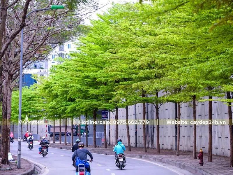 Hàng cây Bàng Đài Loan đang mùa lá non