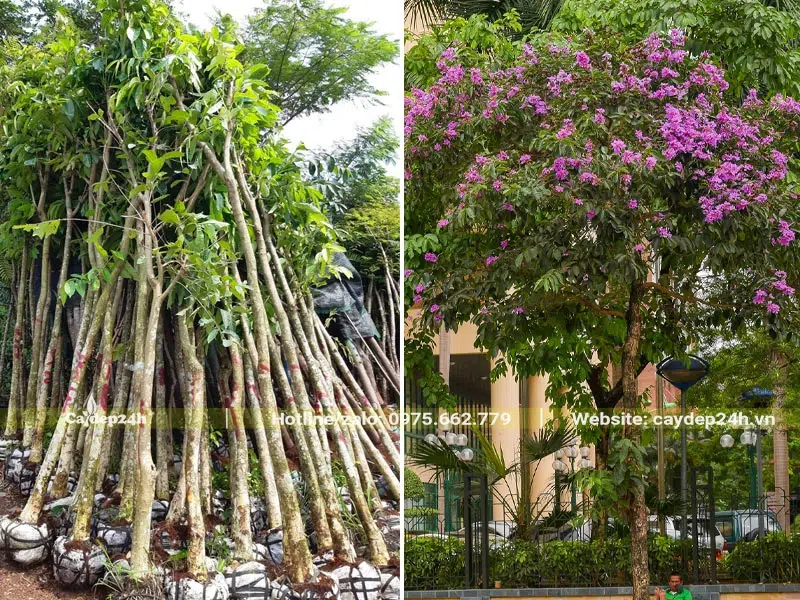 Cây Bằng Lăng hoa tím trồng lấy bóng mát, làm điểm dừng chân nghỉ ngơi trên vỉa hè