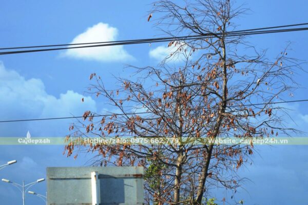 Cây bị thiếu nước lá đang bị vàng, khô và rụng