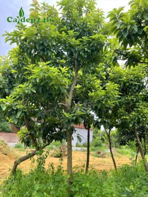 Cây Bơ trưởng thành, tán rộng, đường kính thân gần 10cm