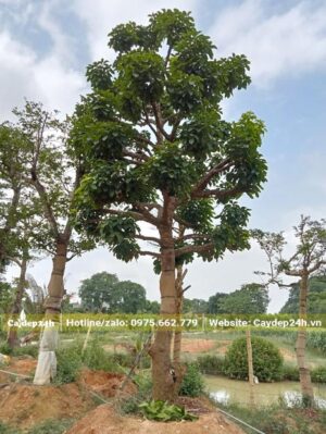 Cây Bơ đại thụ chiều cao khoảng hơn 4m, đường kính gốc 20cm