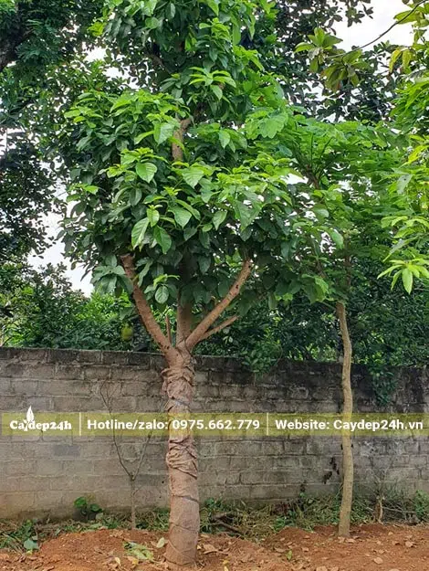 Bơ lâu năm có đường kính gốc khoảng 15cm, thoát thân cao gần 2m