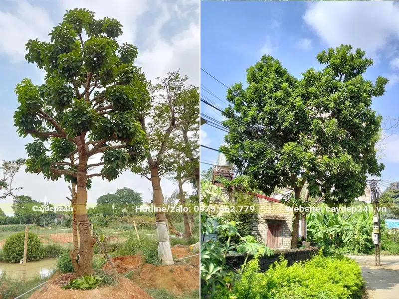 Cây Bơ trồng trong sân vườn, trước nhà, trước cổng để lấy bóng mát