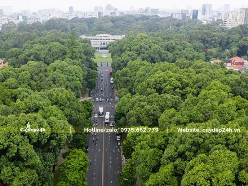 Cây bóng mát xanh rợp hai bên đường