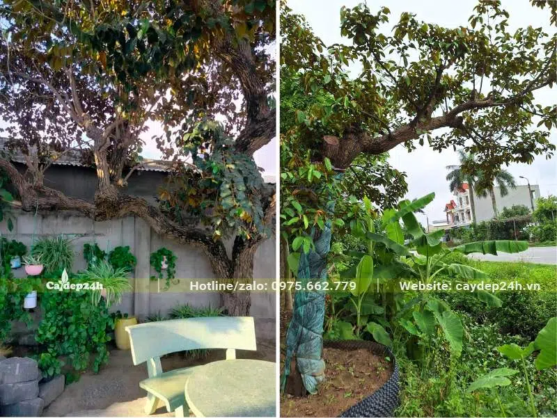 Vú Sữa trồng trước sân nhà tạo không gian thư giãn ngoài trời cho gia đình
