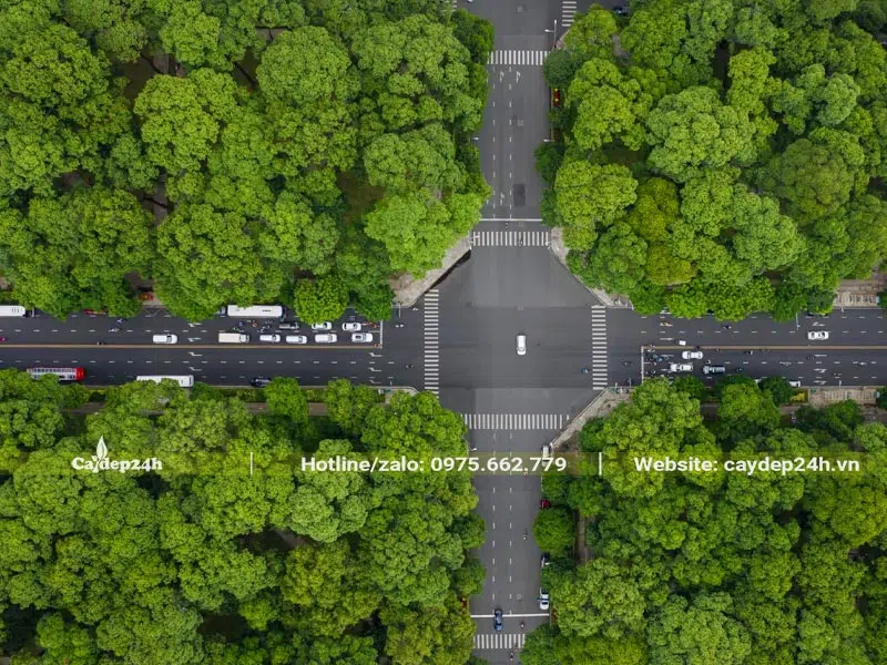 Cây bóng mát trồng đường phố đô thị