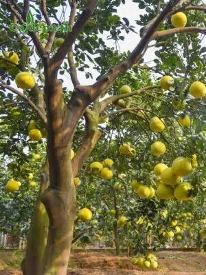 Vườn cây Bưởi quả đang bắt đầu chín, sai trĩu cành