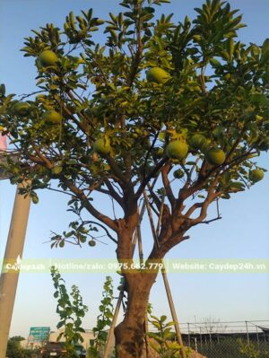 Bưởi trồng công trình đang ra quả xanh