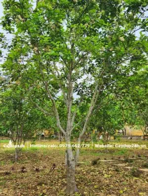 Vườn Bưởi lâu năm, cây đẹp, tán cao và rộng