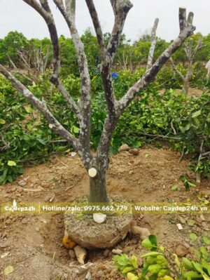 Bứng bầu, đốn tỉa cành lá trước khi chuyển cây đến công trình