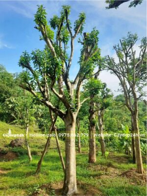 Vườn dưỡng cây Bưởi cổ thụ đường kính thân hơn 20cm đo cách gốc 1m