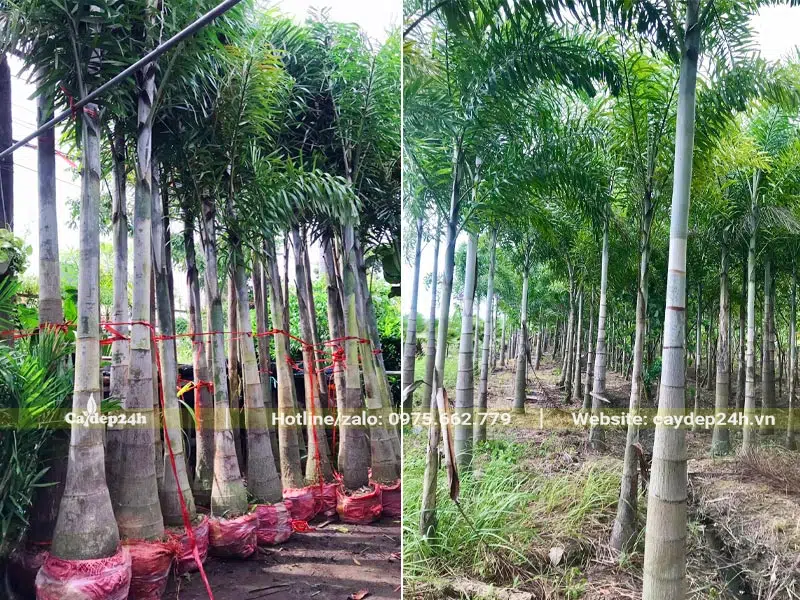 Hình ảnh cây Cau Đuôi Chồn trưởng thành, lóng cao gần 2m