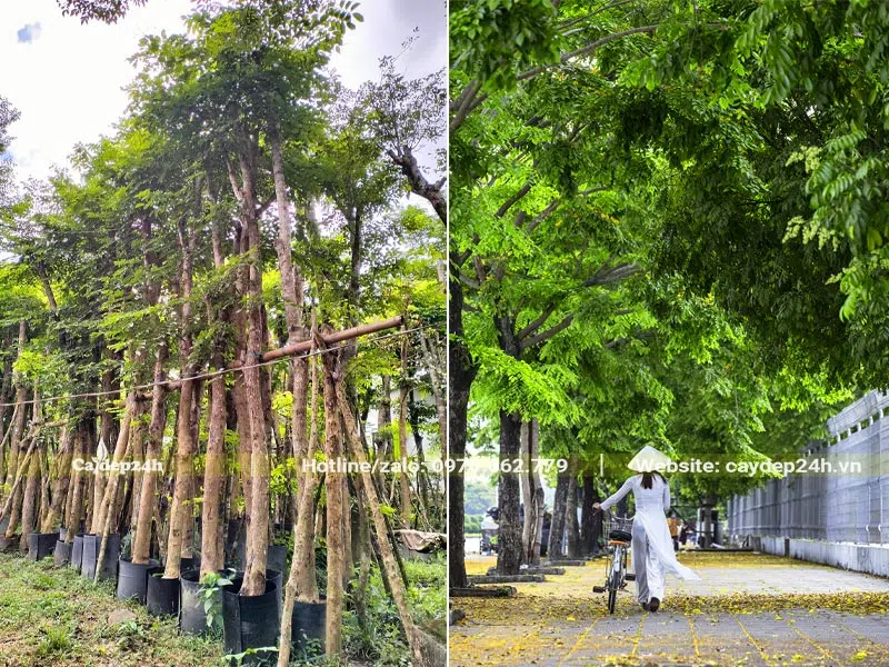 Cây Giáng Hương công trình dâm ủ lâu năm, đường kính gốc 15 - 18cm