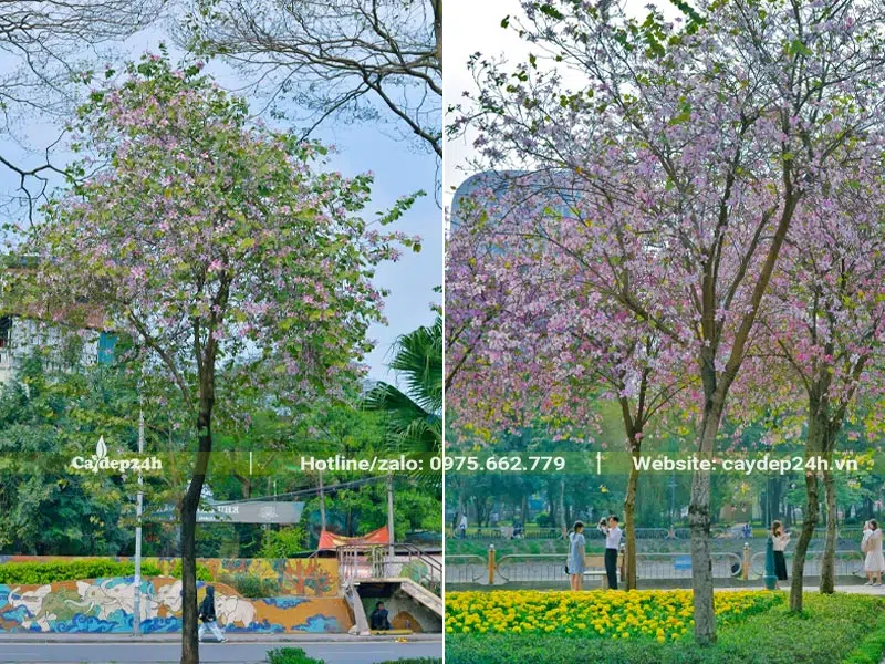 Cây hoa Ban nở rộ, sắc hoa đẹp, trang nhã