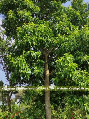 Thân cây cao thẳng, tán lá tỏa rộng đường kính khoảng 2 - 3m