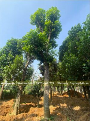 Ngọc Lan cổ thụ dâm ủ nhiều năm, cao gần 5m, đk thân 25cm