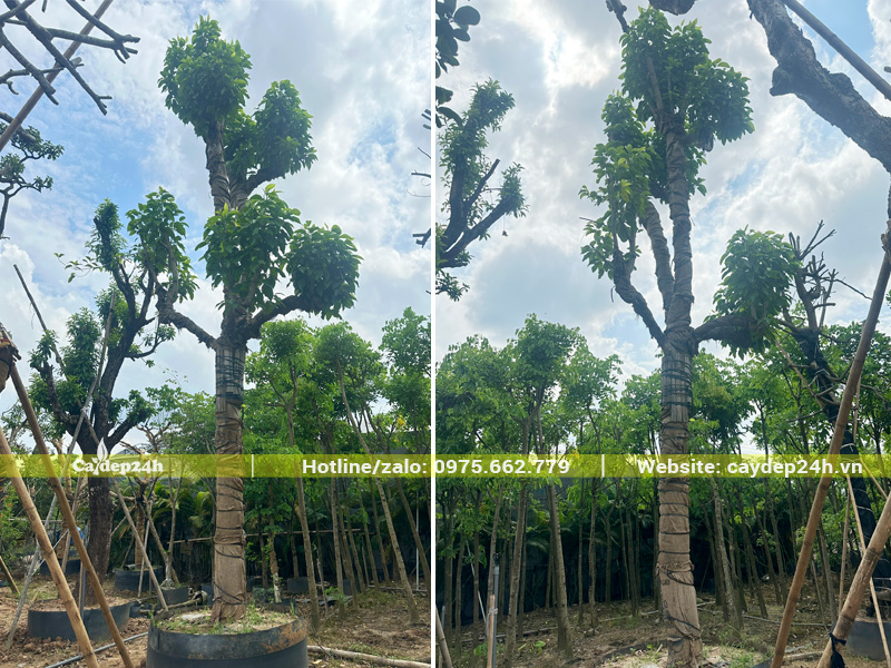Cây ngọc lan vanh 95cm đã dâm ủ hơn 3 tháng