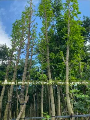 Tay cành của cây Ngọc Lan đã được đốn tỉa, giữ lại một đoạn khoảng 30 - 40cm