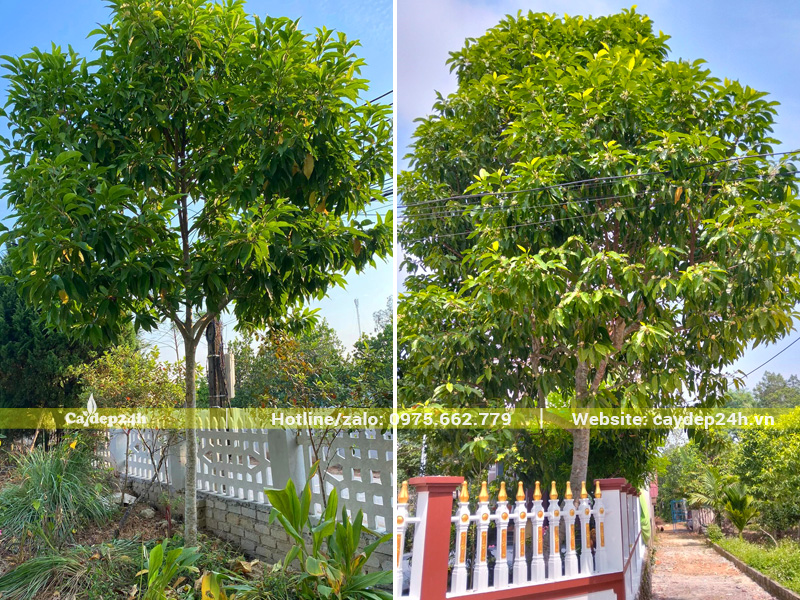 Cây ngọc lan được trồng trước sân vườn nhà ở