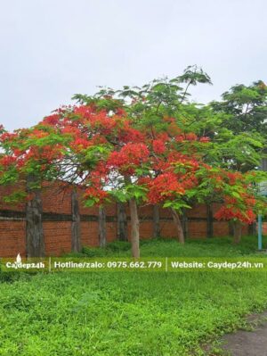 Phượng hoa đỏ trồng ở nhà máy