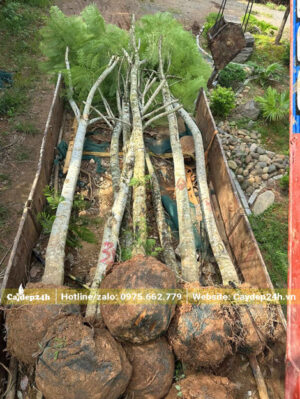 Cây hoa phượng tím công trình đã dâm ủ, vanh 40 - 45cm