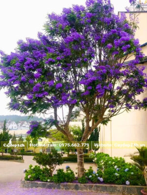 Cây phượng tím nở hoa đẹp