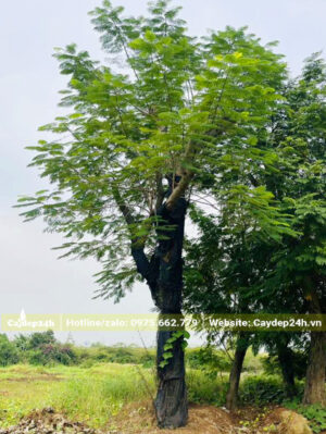 Gốc cây phượng vĩ cổ thụ dâm ủ hơn 1 năm, vanh gốc trên 100cm