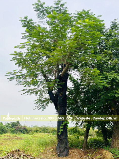 Gốc cây phượng vĩ cổ thụ dâm ủ hơn 1 năm, vanh gốc trên 100cm