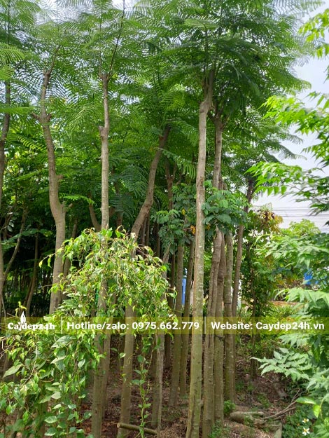 Khu vườn dâm ủ cây Phượng công trình cao 4 - 5m, đk gốc 5 - 7cm