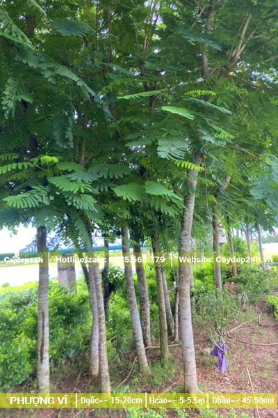 Cây phượng vĩ dâm ủ đường kính gốc từ 15cm