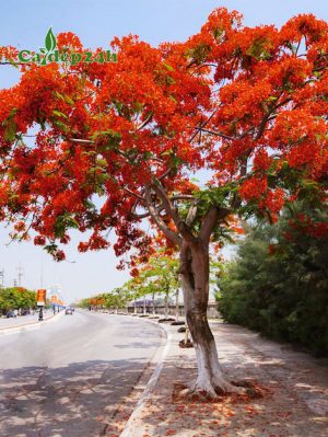Cây Phượng Vĩ hoa đỏ trồng trên vỉa hè đô thị