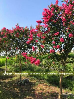 Vườn Tường Vi lâu năm, cây cao khoảng 2,5m