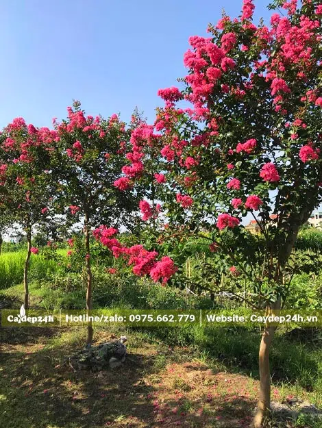 Vườn Tường Vi lâu năm, cây cao khoảng 2,5m
