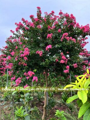 Tường Vi đường kính thân 2 - 3cm đo cách gốc 50cm