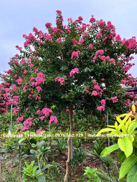 Tường Vi đường kính thân 2 - 3cm đo cách gốc 50cm