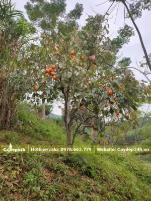 Cây Hồng Ngâm trồng bên sườn đồi đang bước vào mùa quả chín