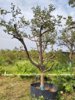Quây bầu dâm ủ cây Hồng ăn quả đường kính gốc 10cm