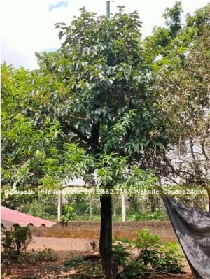 Cây đường kính thân 15cm đo cách gốc 1m