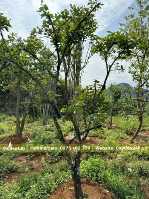 Cây Hồng Ngâm chiều cao khoảng 3m, đã dâm ủ hơn 1 năm