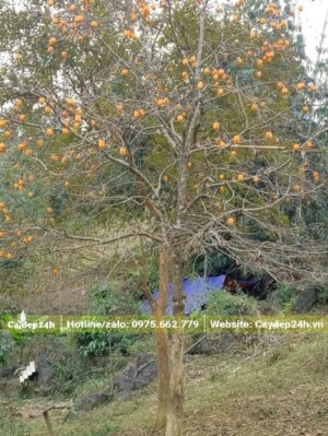 Trên cành cây quả hồng đang bắt đầu chín, chuyển sang màu cam rực rỡ