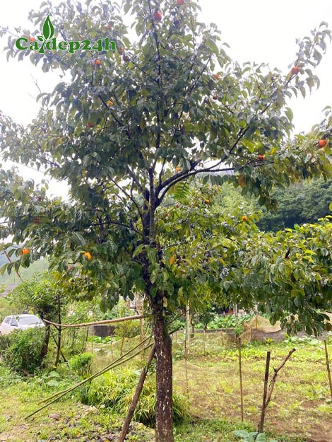 Cây Hồng Ngâm lâu năm đường kính gốc 15cm, cao gần 4m