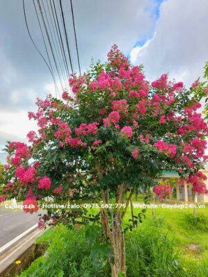 Hàng cây Tường Vi trồng ven đường đang nở rộ hoa