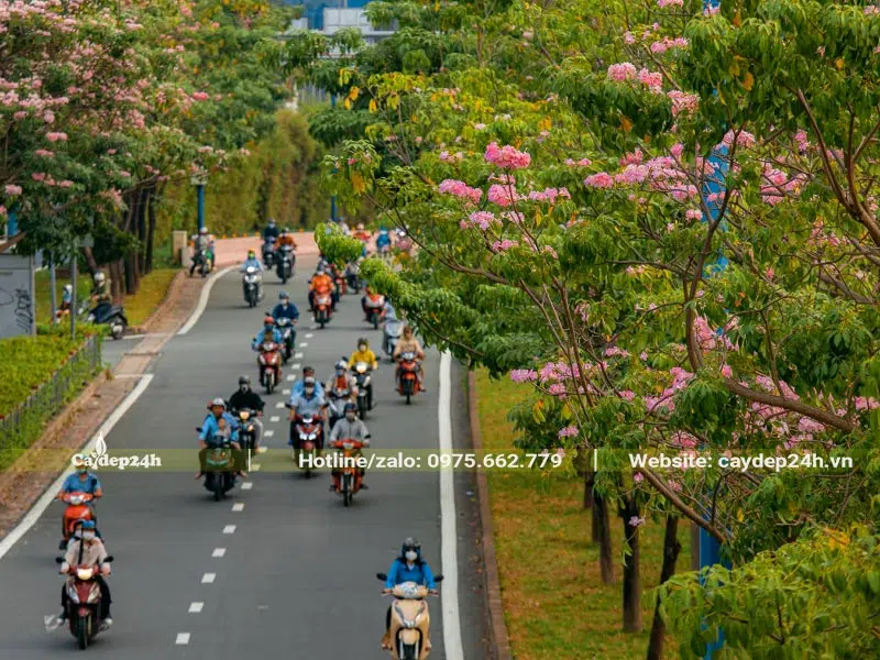 Hàng cây Kèn Hồng trồng hai bên đường đang bắt đầu ra hoa